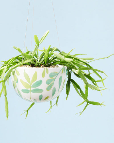 Angus & Celeste Decorative Hanging Planter