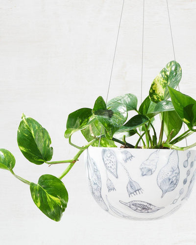 Angus & Celeste Decorative Hanging Planter