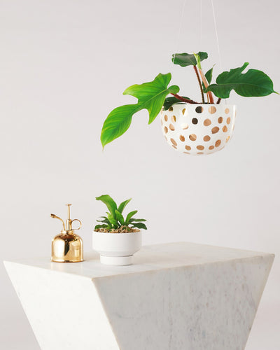 Angus & Celeste Decorative Hanging Planter
