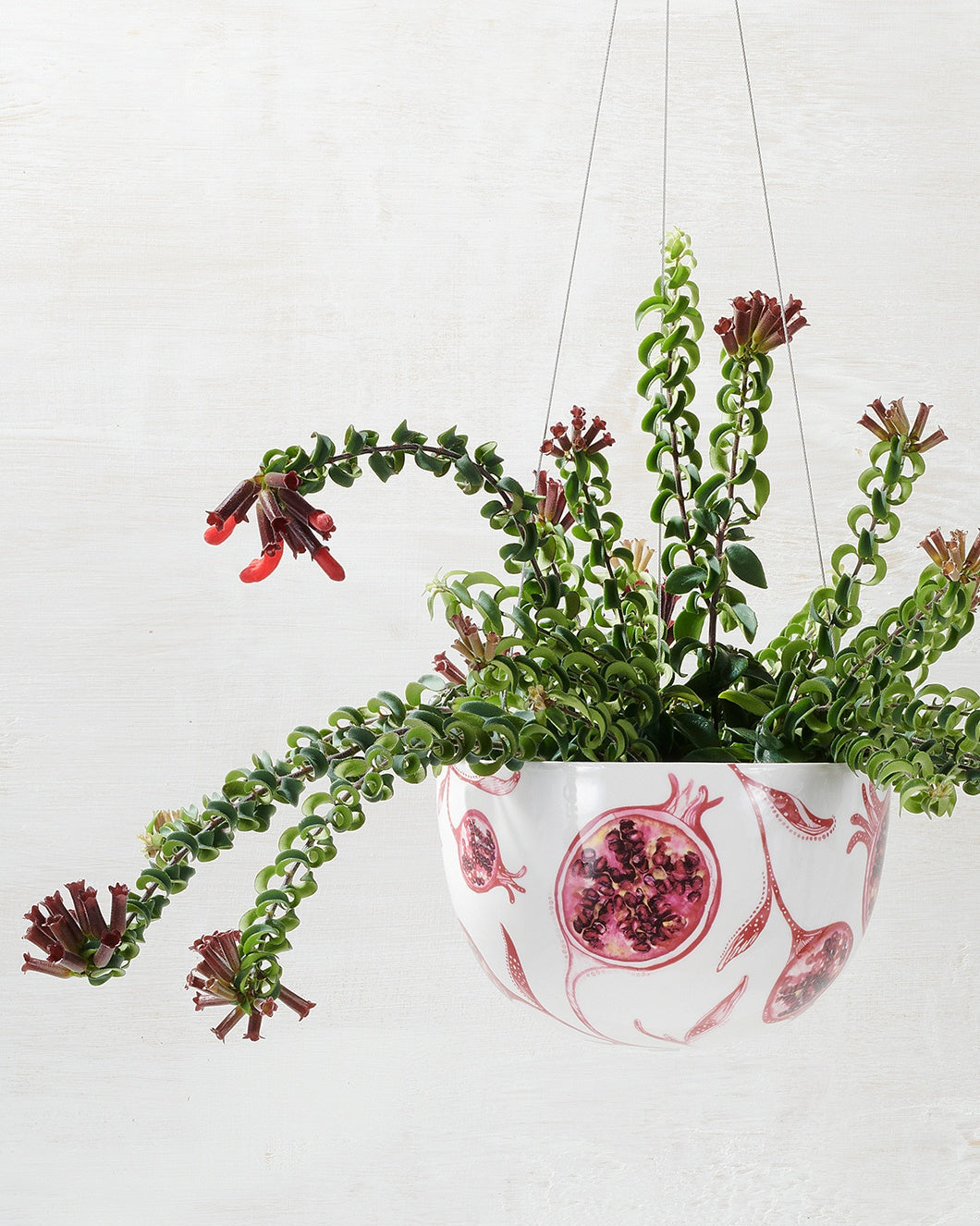 Angus & Celeste Decorative Hanging Planter