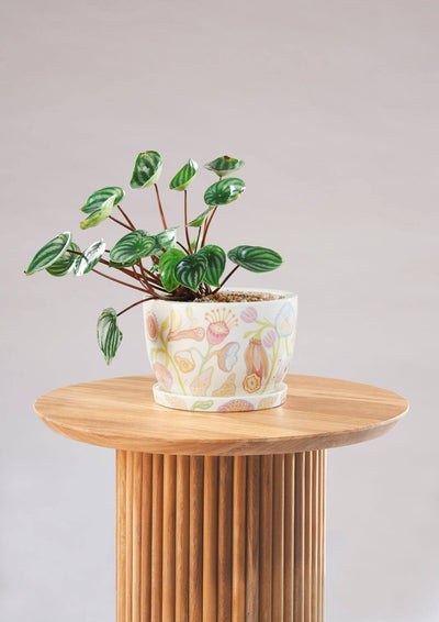 Angus & Celeste Decorative Plant Pot