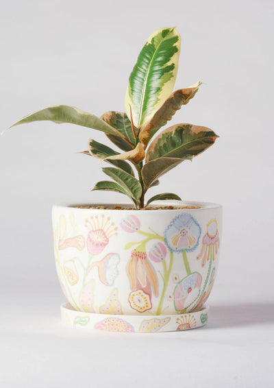 Angus & Celeste Decorative Plant Pot