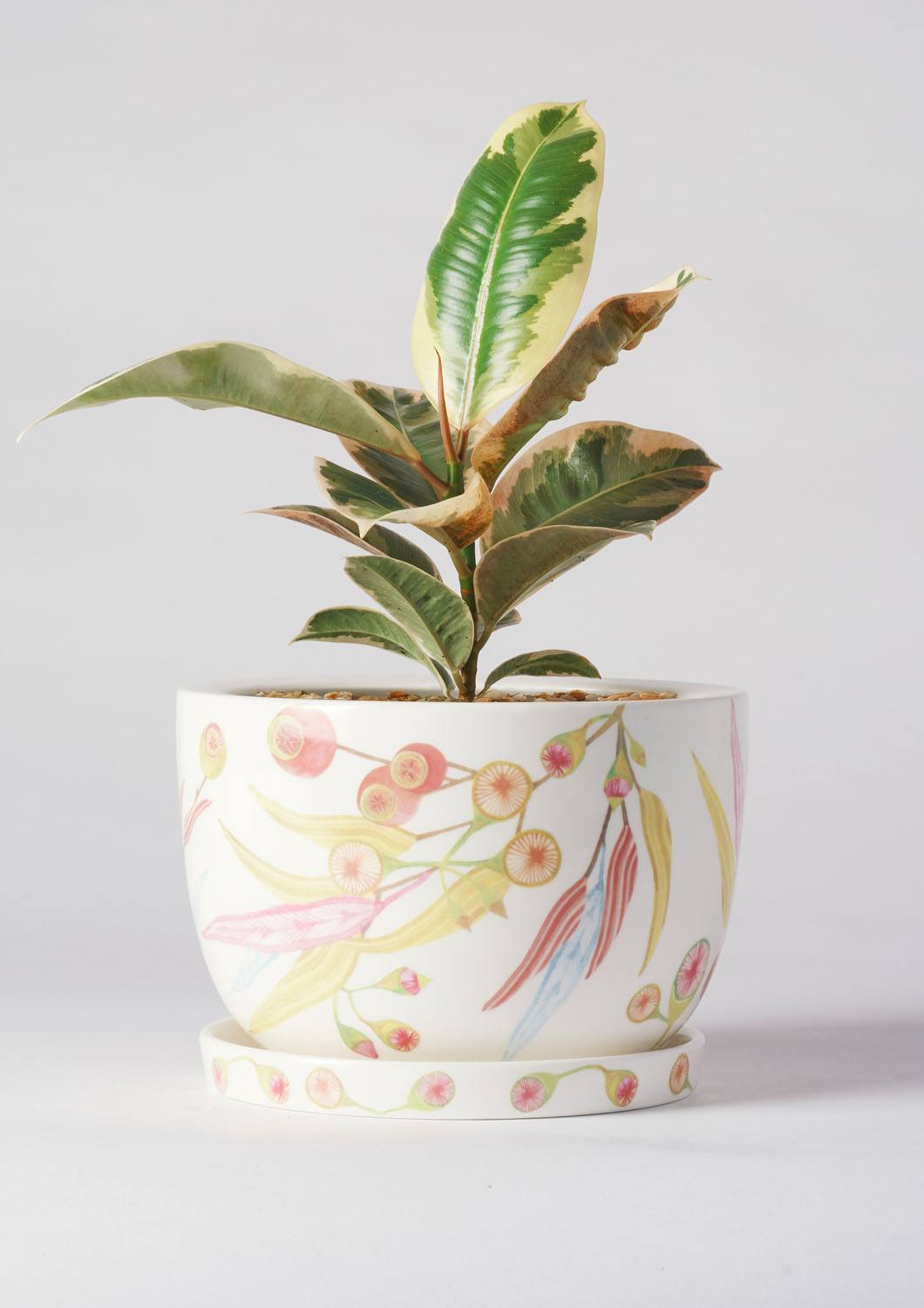 Angus & Celeste Decorative Plant Pot