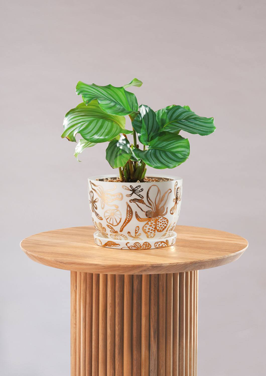 Angus & Celeste Decorative Plant Pot