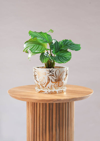 Angus & Celeste Decorative Plant Pot