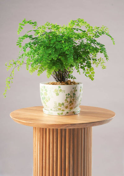 Angus & Celeste Decorative Plant Pot