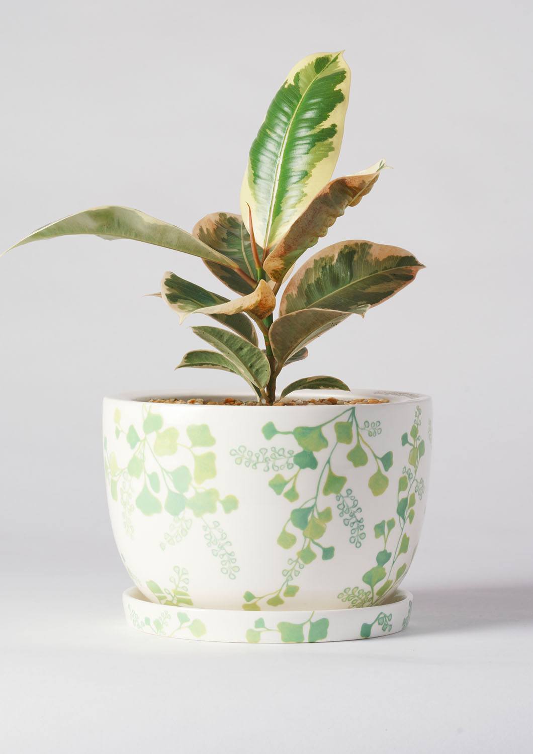 Angus & Celeste Decorative Plant Pot