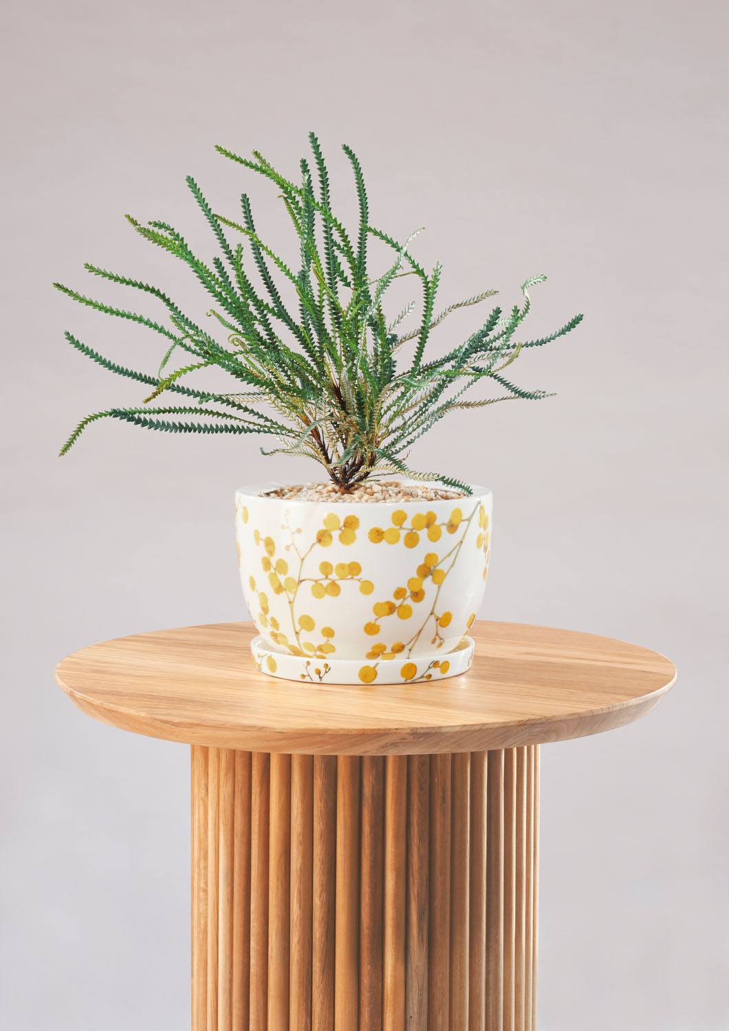 Angus & Celeste Decorative Plant Pot