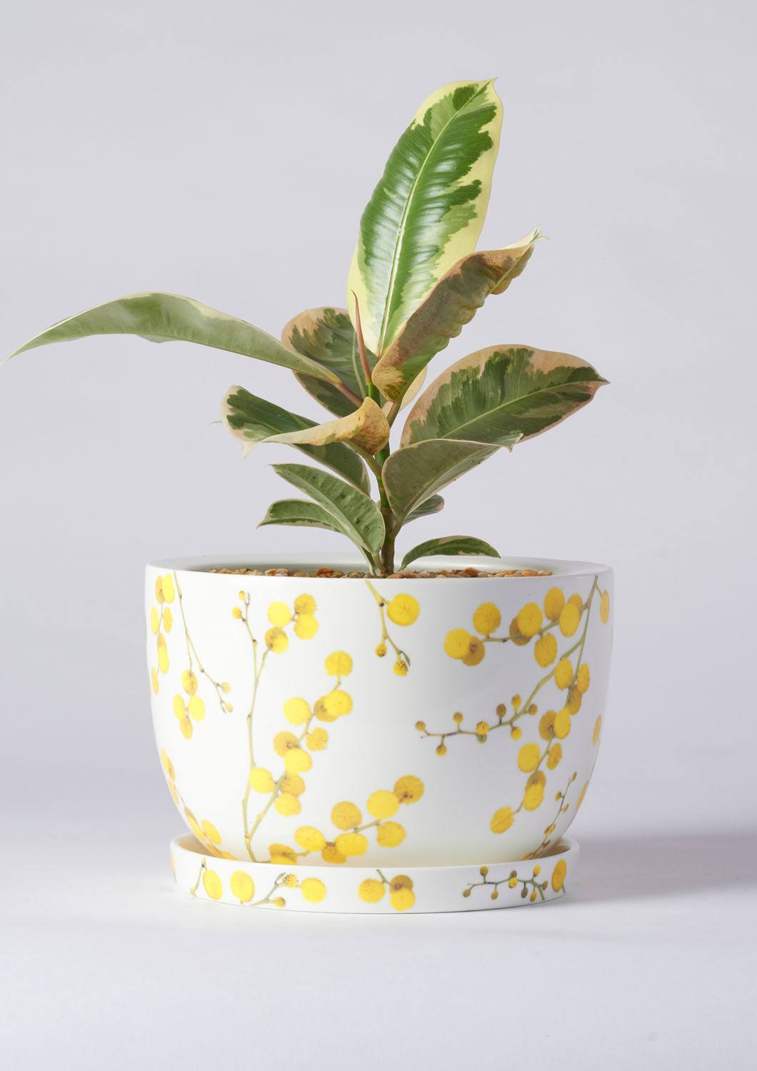 Angus & Celeste Decorative Plant Pot