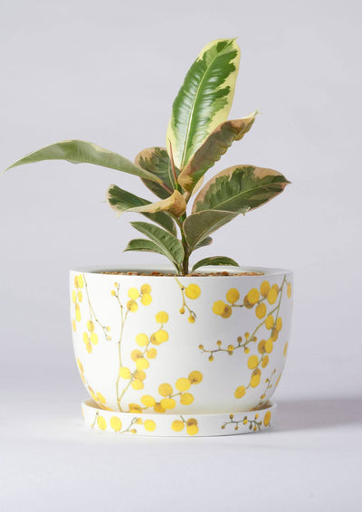 Angus & Celeste Decorative Plant Pot